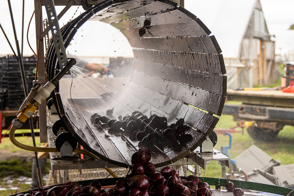 Beets are sprayed as they pass through a barrel washer.