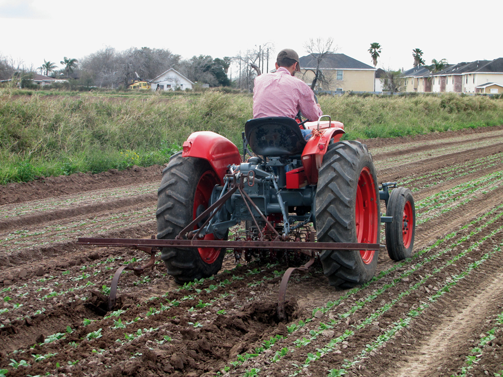 Farmer driving tractor with basket weeder through crop rows.