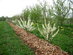 Beach plums blooming (mid-May) at the Cornell Orchard in Ithaca, NY. Note the small stature when compared to standard plums in the background.