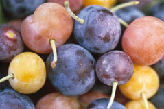 group of different colored plums