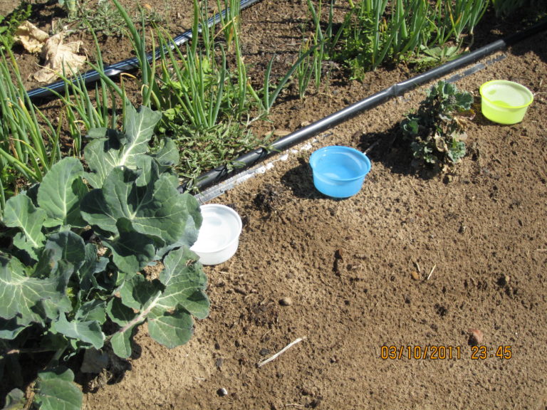 Bee collecting with plastic containers set up in the dirt