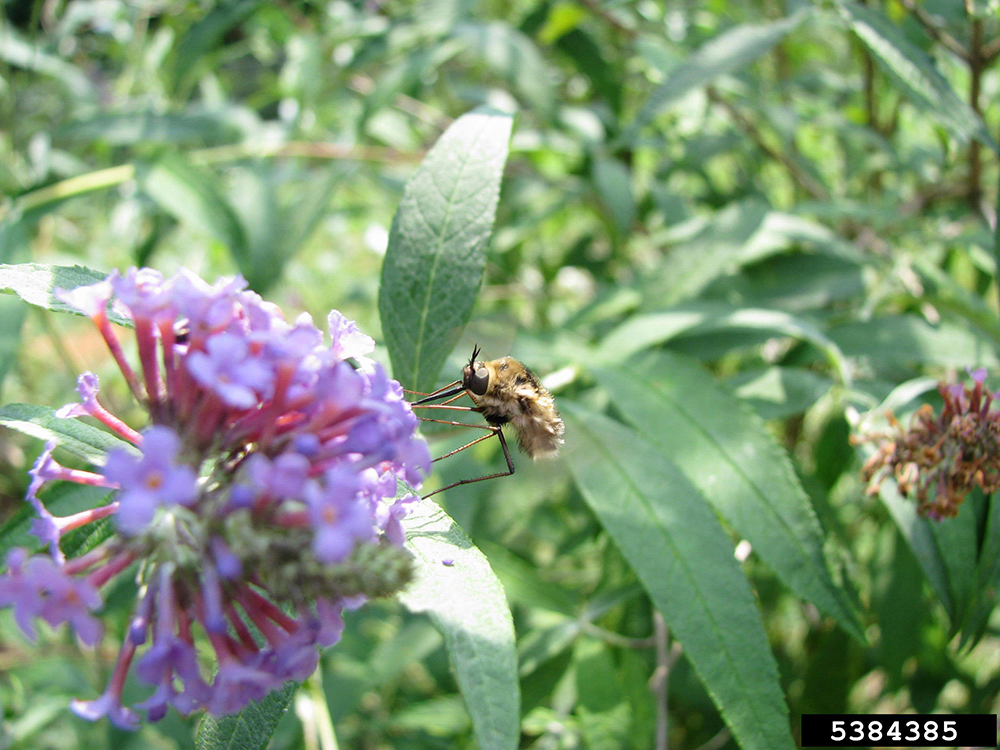 Greater bee fly on a flower.