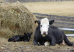 A cow and a baby cow laying down in a field