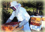A man in a beekeeper suit holding a drawer of a beehive comb