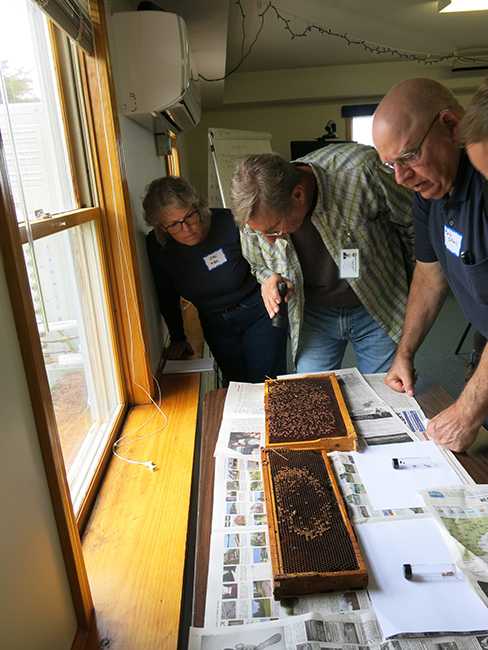 people looking at bee hives