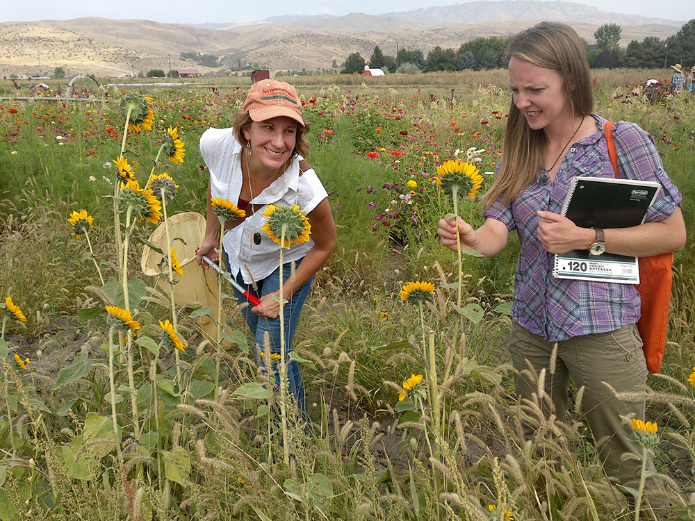 sunflower and beneficial pollinators