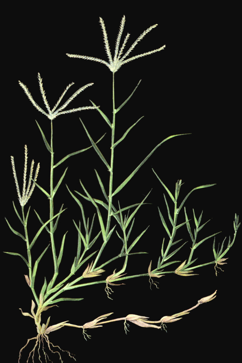 Bermudagrass shoots with long branches spreading across a black background