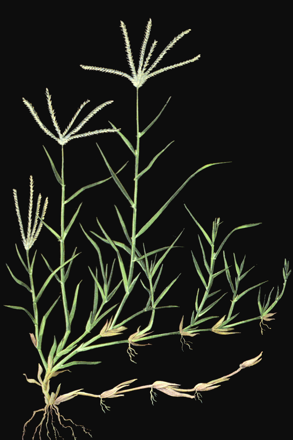Is Bermuda Grass Bad For Dogs Is Bermuda Grass Bad For Dogs