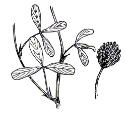 BERSEEM CLOVER (Trifolium alexandrinum)