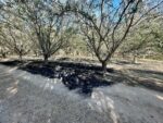 almond field central california
