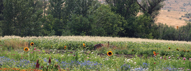 meadow meadow with wildflowers