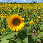 Large field of sunflowers