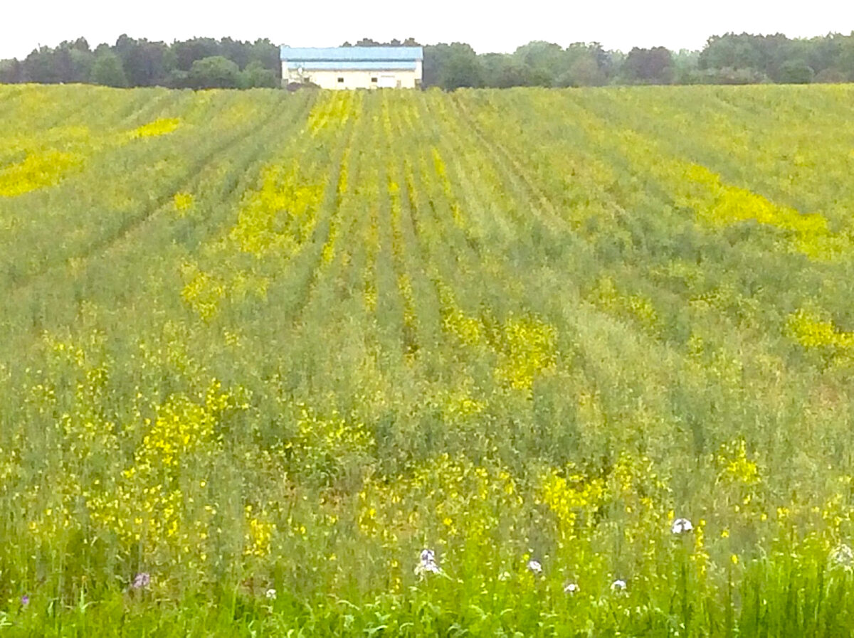This field has a diverse mix of cover crops. There are visible strips of a yellow flowering cover crop alternating with strips of shorter, green plants.