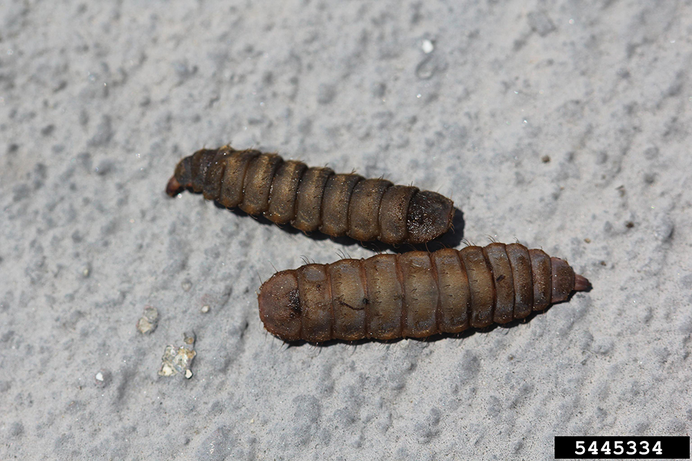 Black soldier fly (Hermetia illucens) larvae.