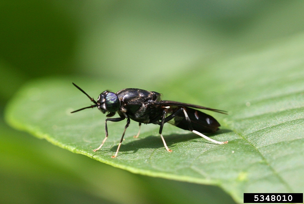 Black soldier fly perched on a green leaf. 