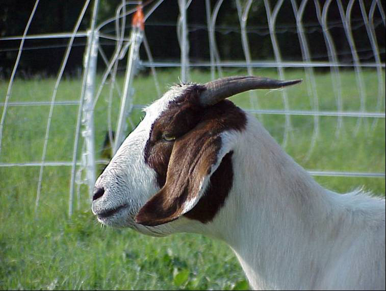 A goal looking left with a low bottom jaw