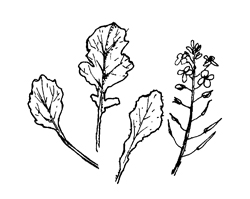 Rape or Canola (Brassica rapa)