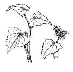 Buckwheat grows quickly in cool, moist weather.
