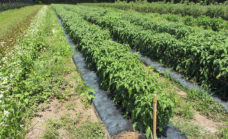 buckwheat growing in crop rows