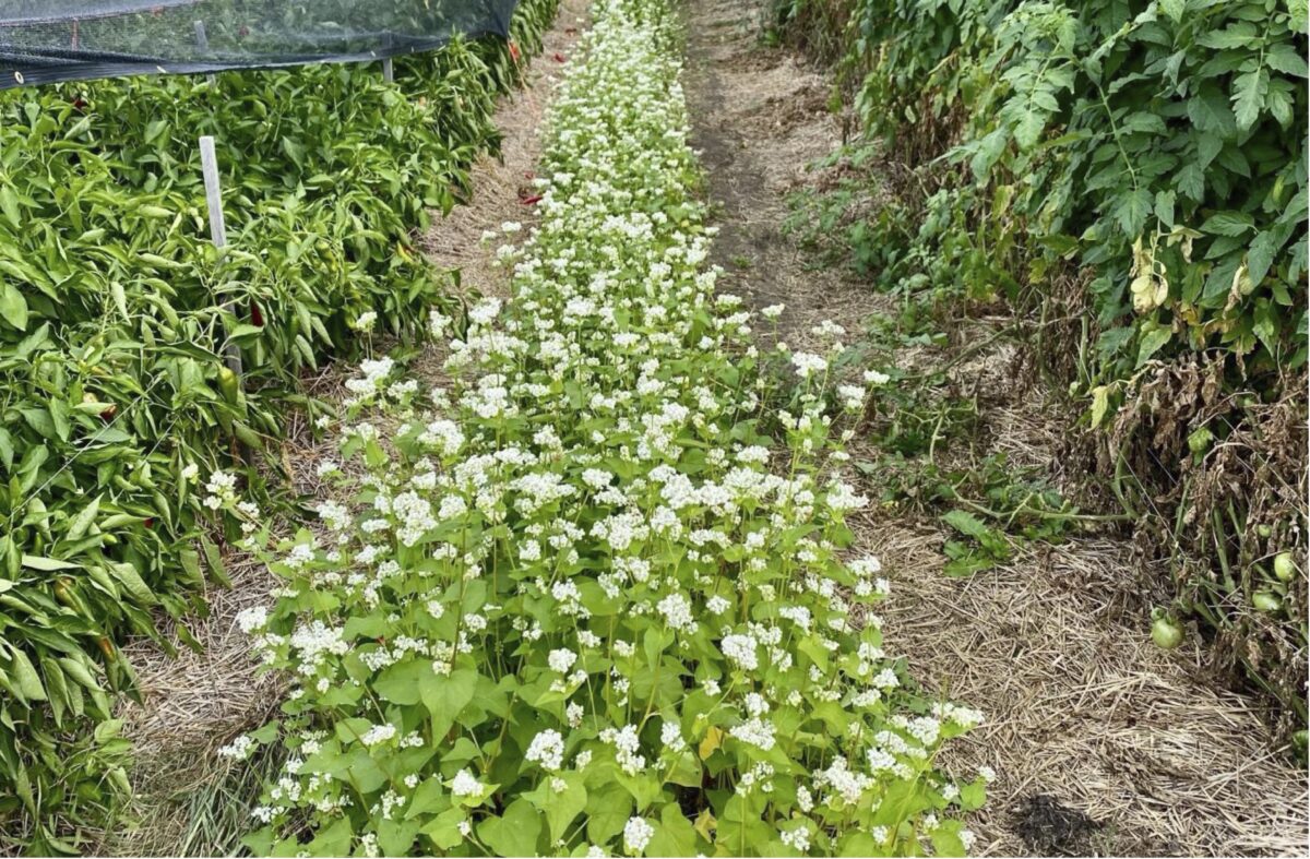 a strip of flowering buckwheat between rows of peppers on left and tomatoes on right