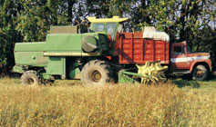 combine at buckwheat harvest