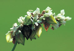 Buckwheat Flower with white blooms against a solid green background
