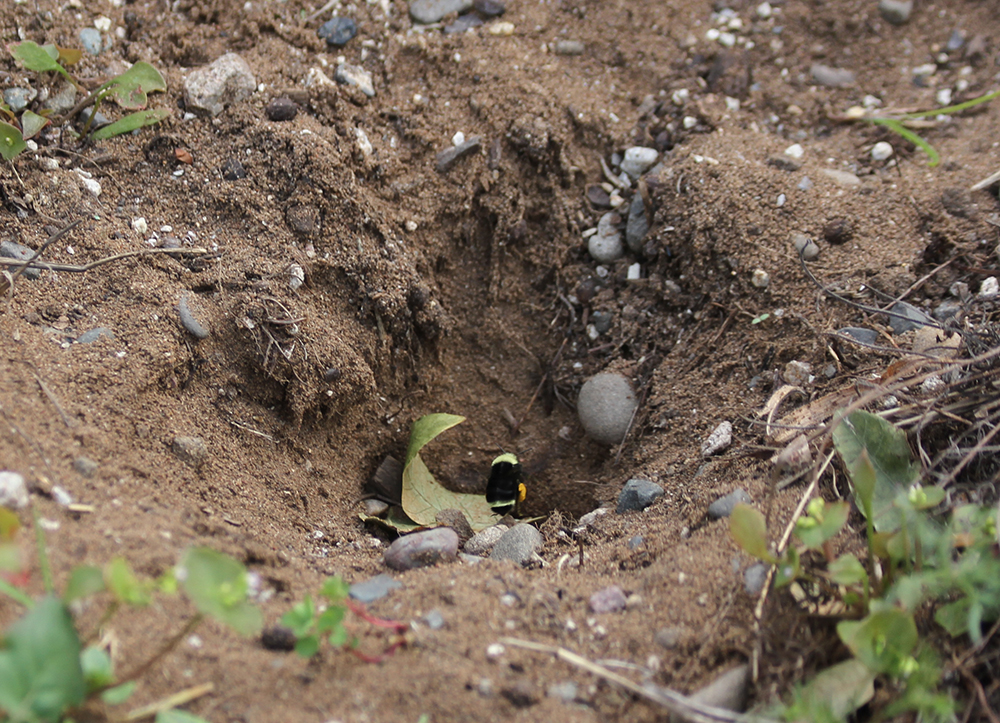 Bumble bee nest in the ground.