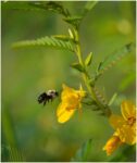 a bumblebee landing on a flower