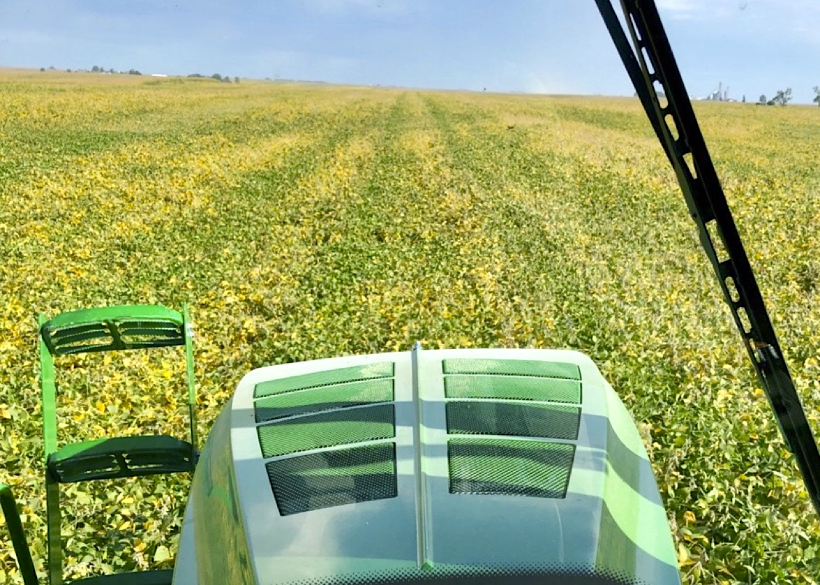 This photo is taken from the cab of a high clearence seeder as it drives through a field of soybeans, where the plants have mostly turned from green to yellow.