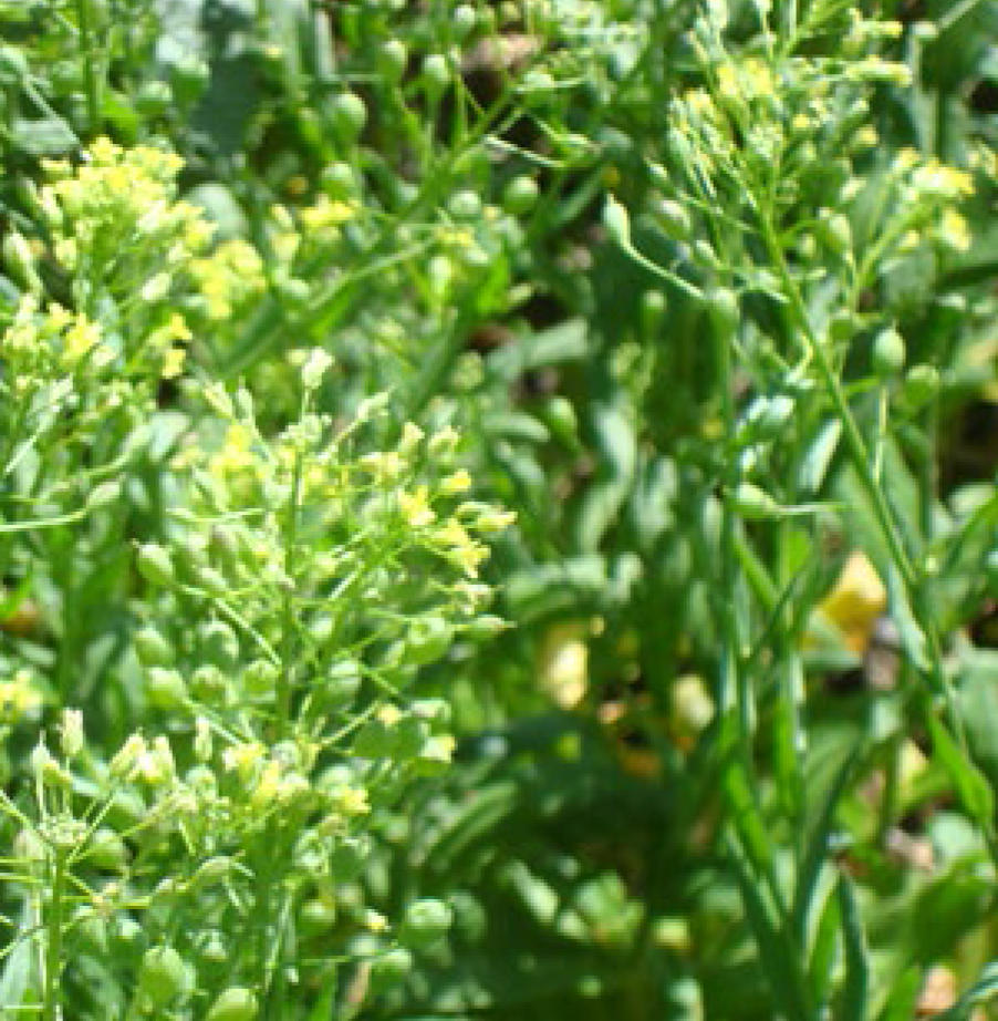 Growing Camelina for Biodiesel SARE
