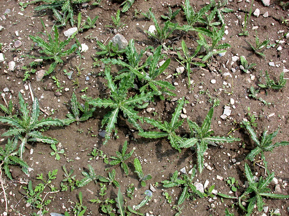 Canada thistle vegetative tillers