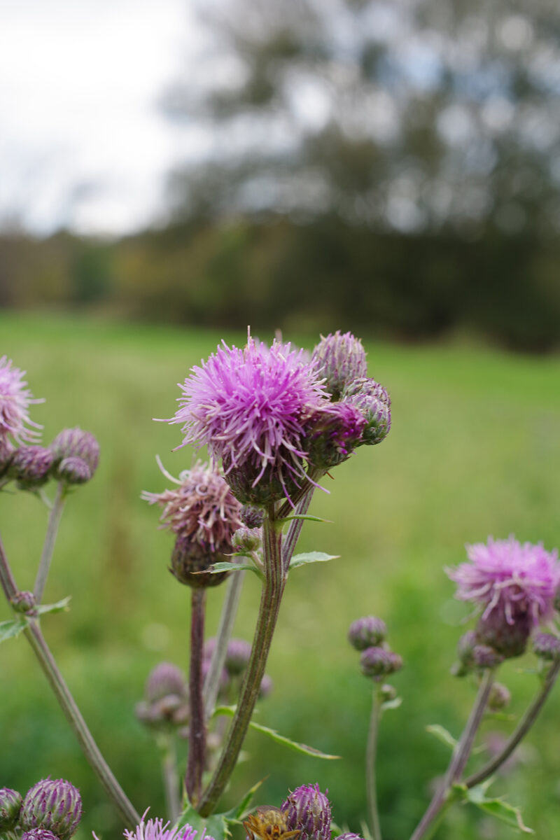 Canada thistle flower 