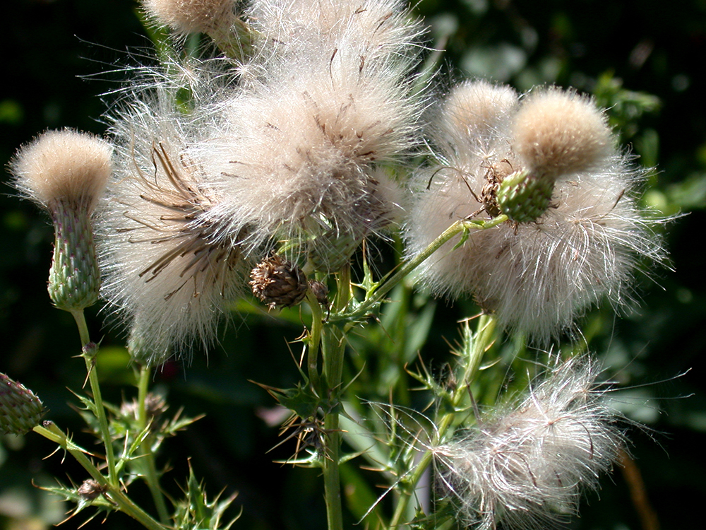 Canada thistle mature seedheads 