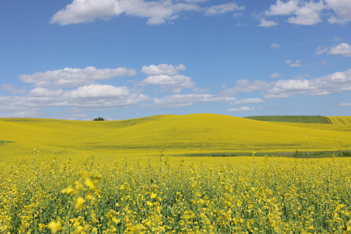 canola field in palouse region of washington