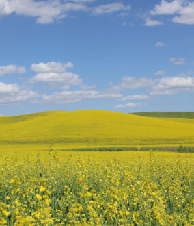 Field of canola