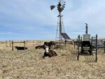 Research Steers in Colorado