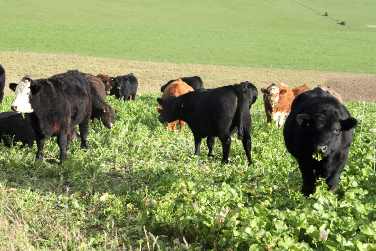 Cattle Grazing brassicas in a green field
