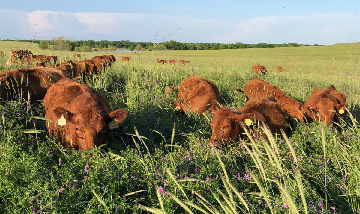 cattle grazing in a field of tall cover crops