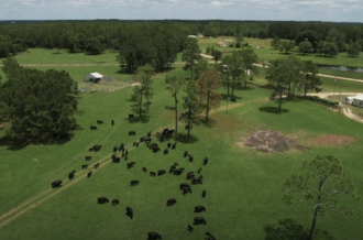 An overhead shot of black cattle on green pasture.