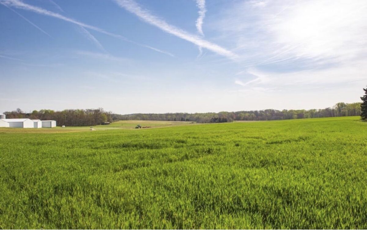 A large field of a tall cereal rye cover crop