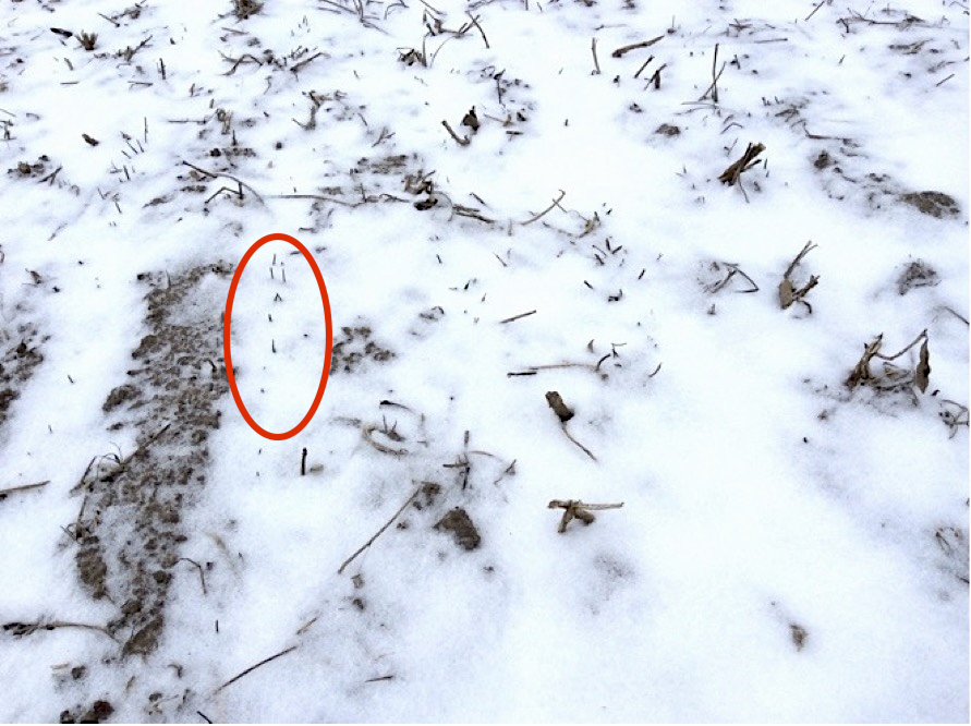 A close up of soil that's mostly covered in a light layer of snow, with crop residue along with tiny cereal rye plants that have started to emerge.