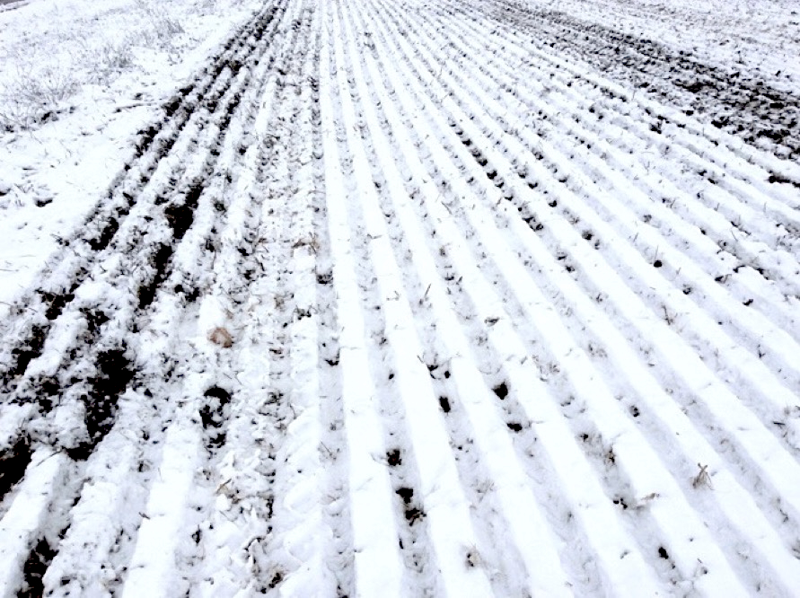 A field with about an inch of snow on it, with strips of soil that are somewhat visible due to a recent planting.