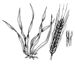 Cereal Rye (Secale cereale)