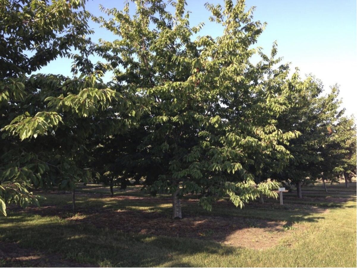 An orchard of cherry trees with grass growing below