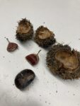 chestnuts