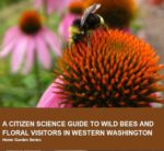 Citizens science guide to wild bees cover with a picture of a bee pollinating an orange flower bud