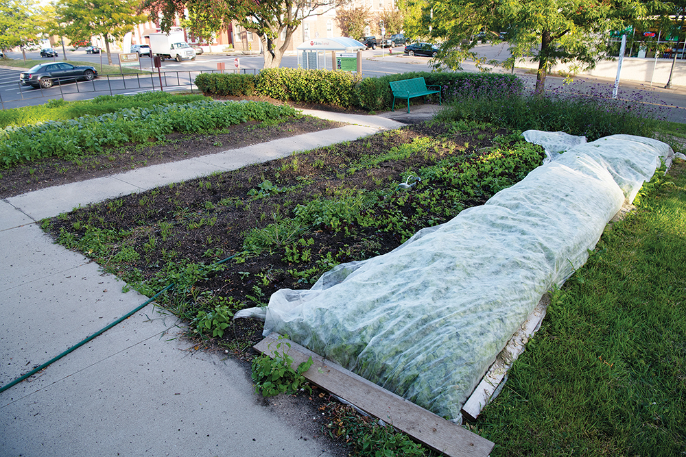 Shade cloth placed over top of a bed next to a sidewalk and road