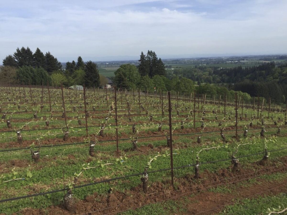 strips of clover growing between vineyard rows, where young grape vines are growing