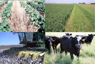 Texas High Plains collage photo Texas High Plains collage photo