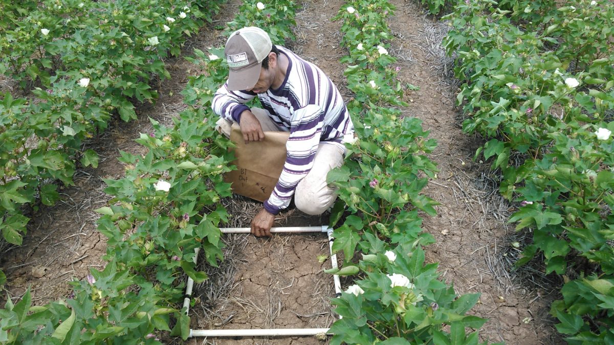 collecting cover crop biomass